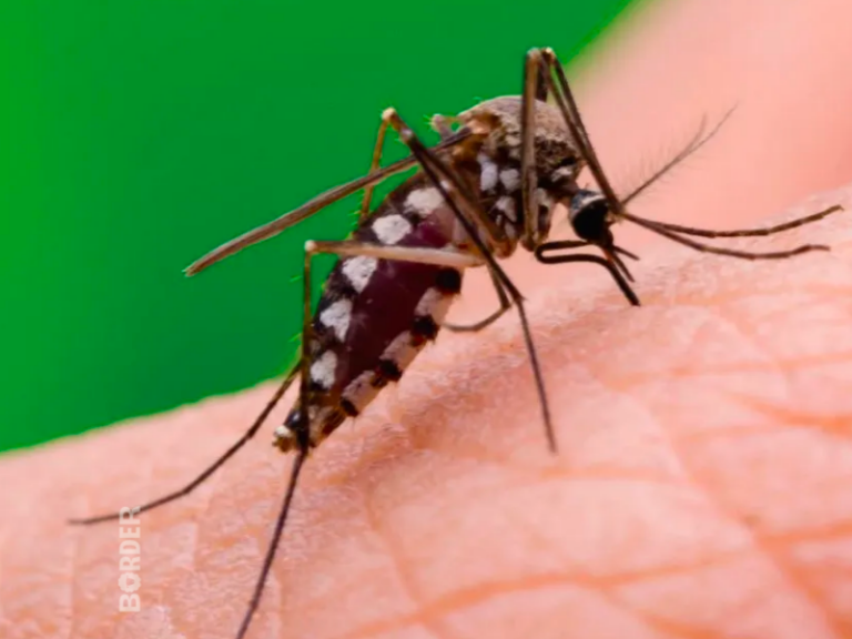 Primer Caso De Dengue De La Temporada En La Provincia De Buenos Aires