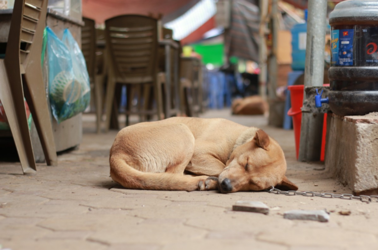 Perros callejeros: denuncian que cada vez más municipios autorizan matanzas