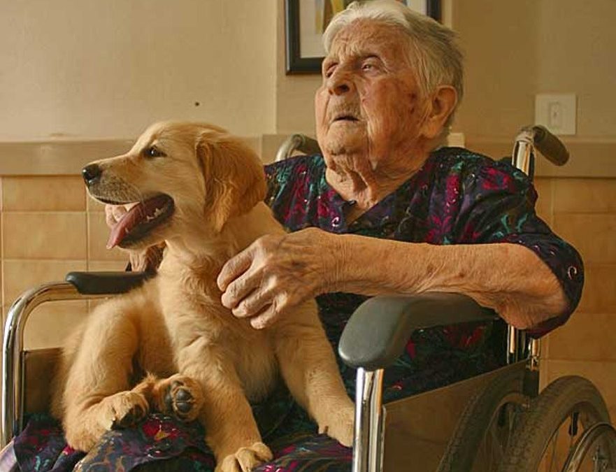 Perros todoterreno: sacan medias y bajan cierres
