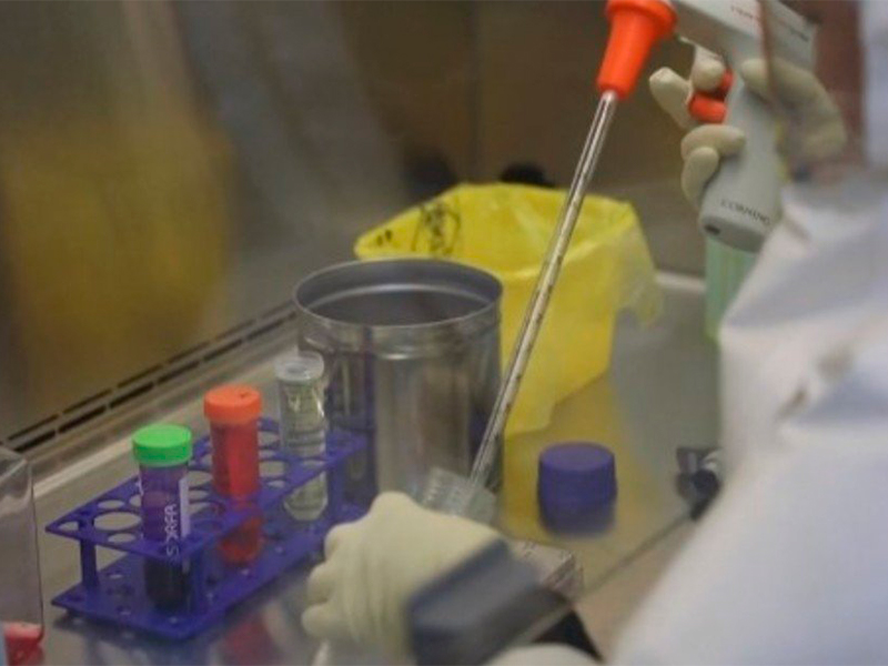 China: brote de brucelosis tras una fuga bacterial en un laboratorio