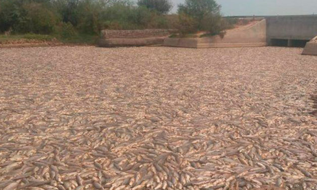 Formosa: miles de peces muertos por un cierre de compuertas
