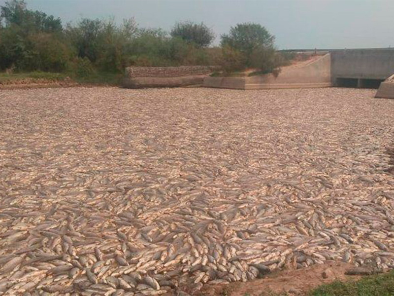 Formosa: miles de peces muertos por un cierre de compuertas