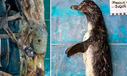 Brasil: un pingüino murió por tragar un barbijo