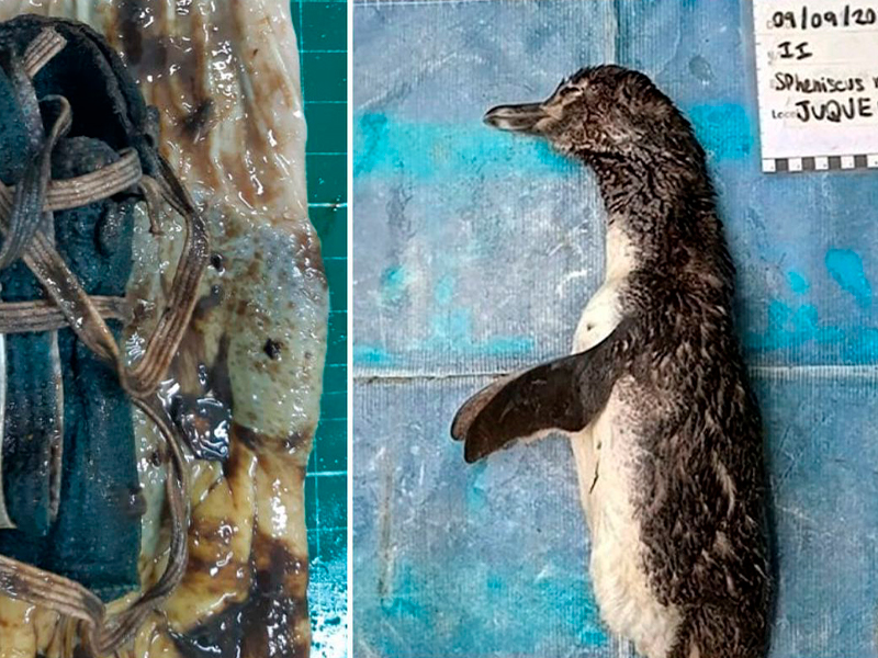 Brasil: un pingüino murió por tragar un barbijo