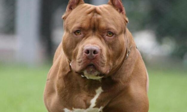 Tres perros pitbull atacaron ferozmente a una mujer en San Martín