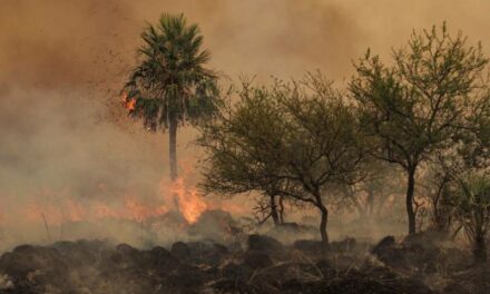 Arde Corrientes: el desastre ecológico y social que se pudo evitar