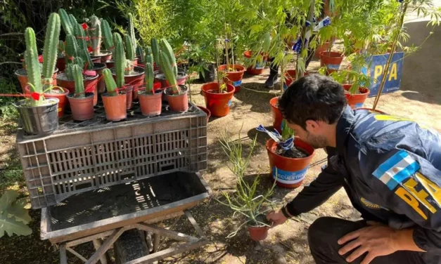 Cactus alucinógenos: Cinco viveros de Buenos Aires fueron allanados por venta ilegal