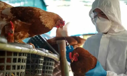 Argentina suspendió las exportaciones de pollo por un caso de gripe aviar