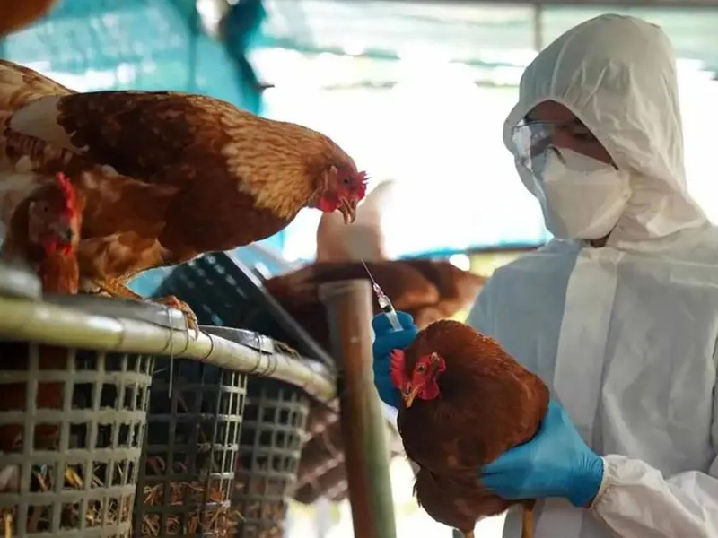 Argentina suspendió las exportaciones de pollo por un caso de gripe aviar