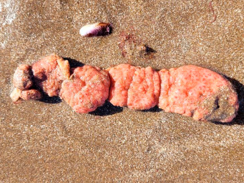 Papas de mar: qué son los organismos aparecidos en Mar del Plata
