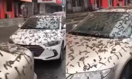 ¿Es real que hubo una lluvia de gusanos en China?