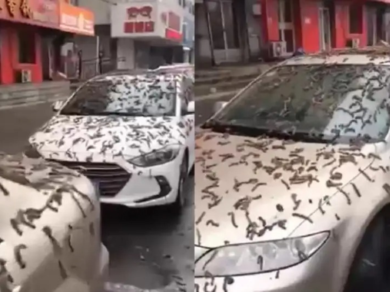 Lluvia de gusanos China