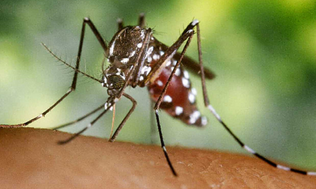 Preocupación por el aumento de casos de la Fiebre Chikungunya en Argentina