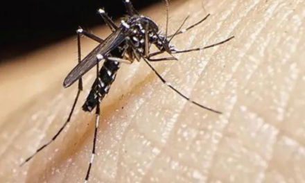 Brote histórico de Dengue: 35 muertes y más de 41 mil casos