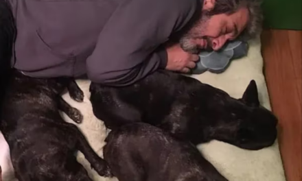 La tristeza de Ricardo Darín y su familia por la muerte de Ronko, su perro