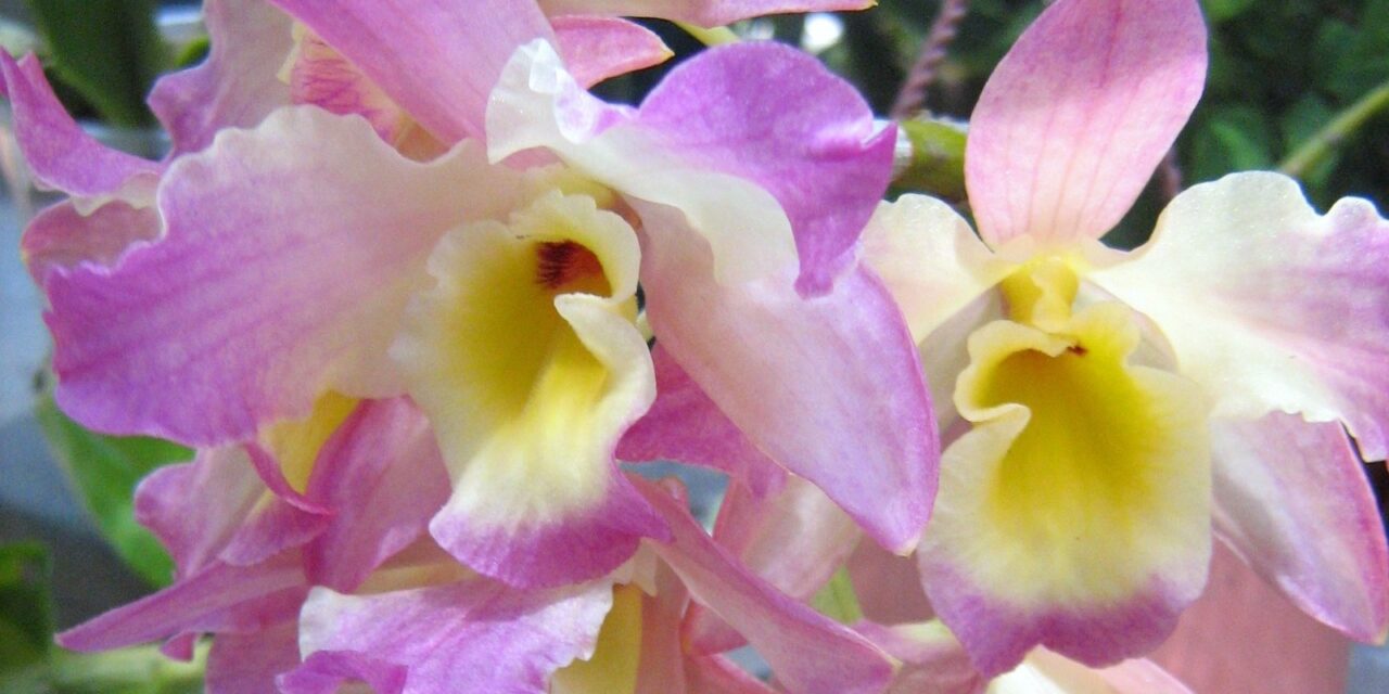 Orquídeas: Robar es otra cosa