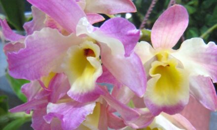 Orquídeas: Robar es otra cosa