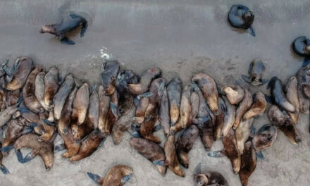 Más de 1.200 lobos marinos muertos por gripe aviar en Rio Negro
